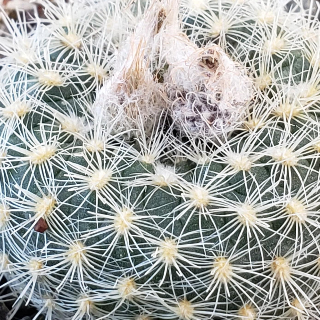 Frailea tenuissima albisetosa