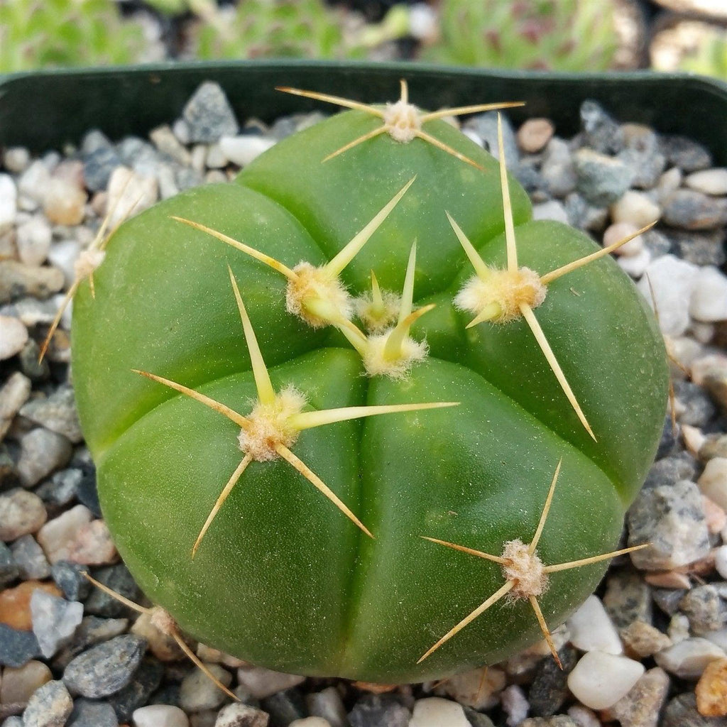 Gymnocalycium horstii