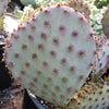 Opuntia Santa Rita Prickly Pear