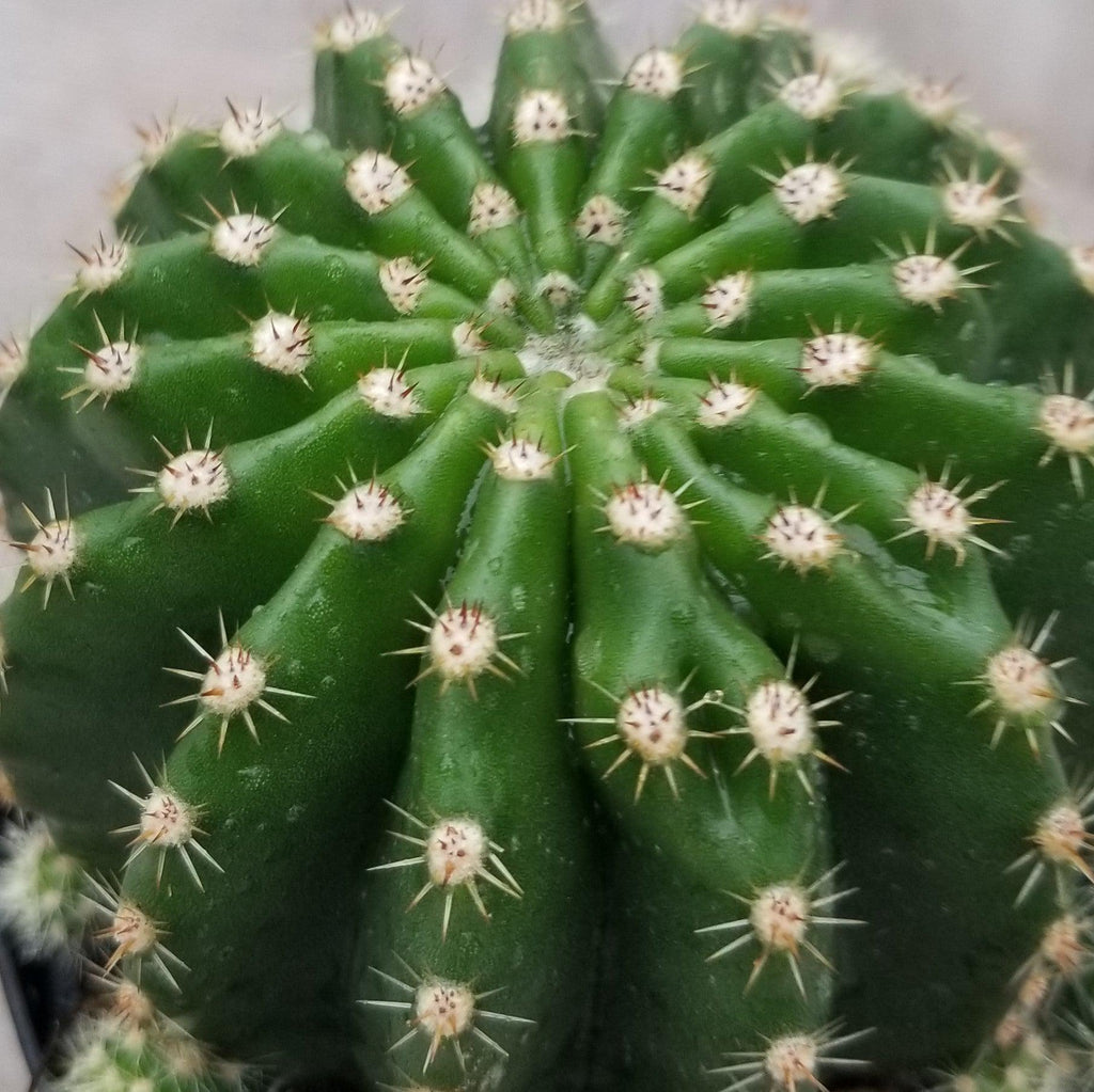 Echinobivia Hybrid Rainbow Bursts