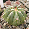 Melocactus caesius