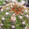 Notocactus parodia militaris