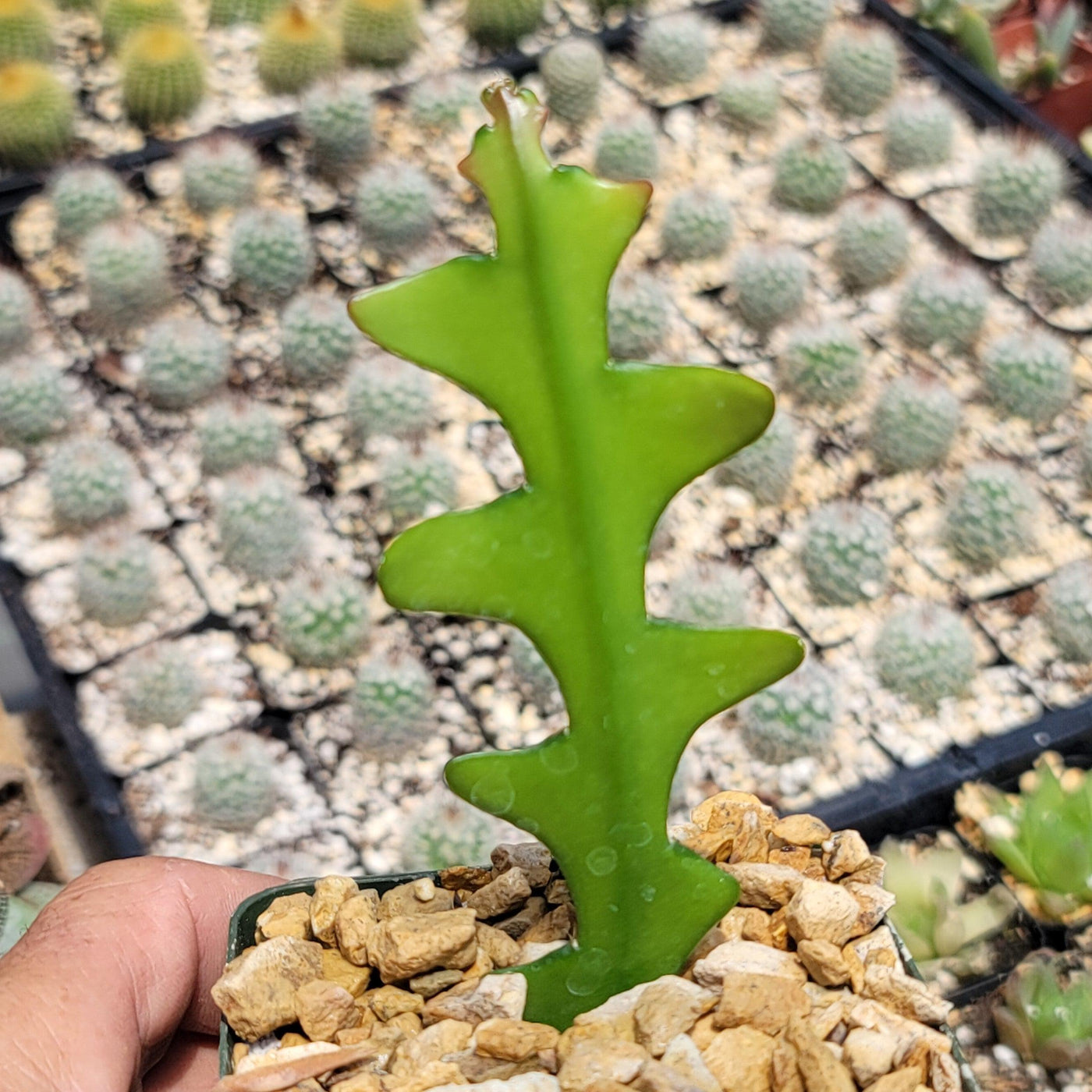 fish bone succulent Shop 'Fishbone Cactus – Ric Rac Cactus' Care and Info