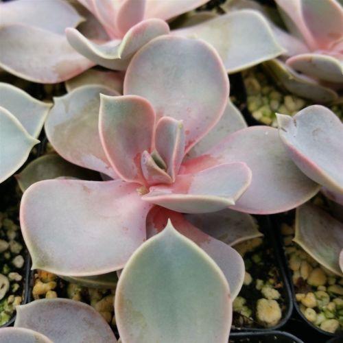 succulent pvn Echeveria Perle von Nurnberg 2" Pot