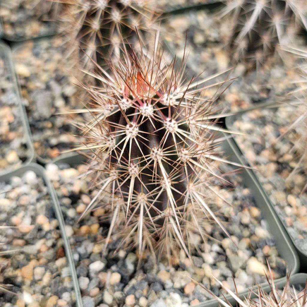 Stenocereus machaerocereus eruca