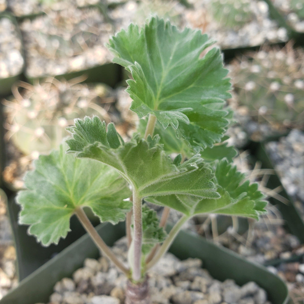 Pelargonium crassicaule