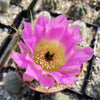 Echinocereus Enneacanthus Strawberry Cactus