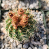 Parodia tredecimcostata