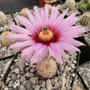 Echinocereus Fitchii