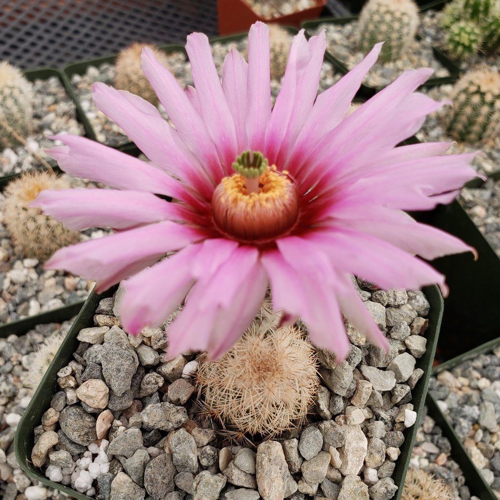 Echinocereus Fitchii