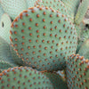 Opuntia microdasys rufida cutting