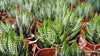 Zebra Wart ‘Haworthia reinwardtii’