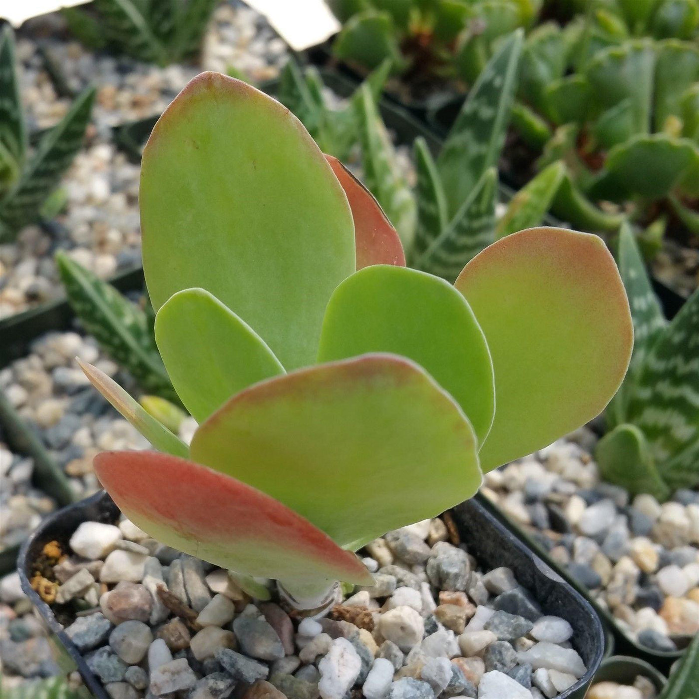succulent flapjack plant Flapjack Plant ‘Kalanchoe luciae’