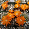 Rebutia flavistyla