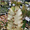 Variegated African Candelabra - Euphorbia ammak variegata