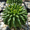 Euphorbia susannae