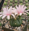 Gymnocalycium buenekeri