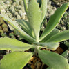 Kalanchoe Beharensis Roseleaf