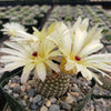 Notocactus elegans