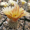 Notocactus elegans