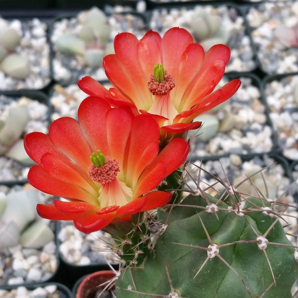 Claret cup Cactus ‘Echinocereus triglochidiatus’