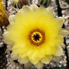 Notocactus tureczekianus