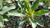 Elephants Trunk Plant - Pachypodium namaquanum