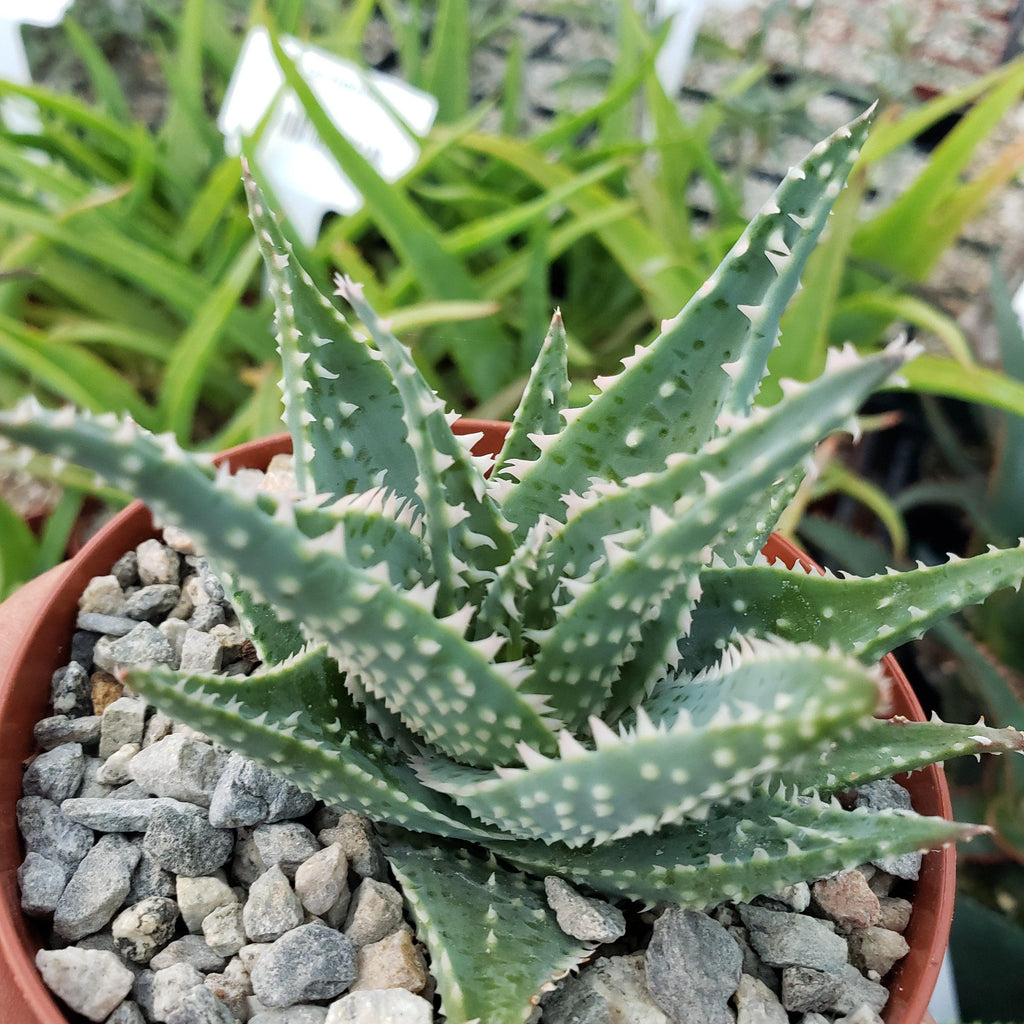 Aloe jimmy little gator