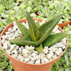 Aloe Black Gem – Alworthia Black Gem