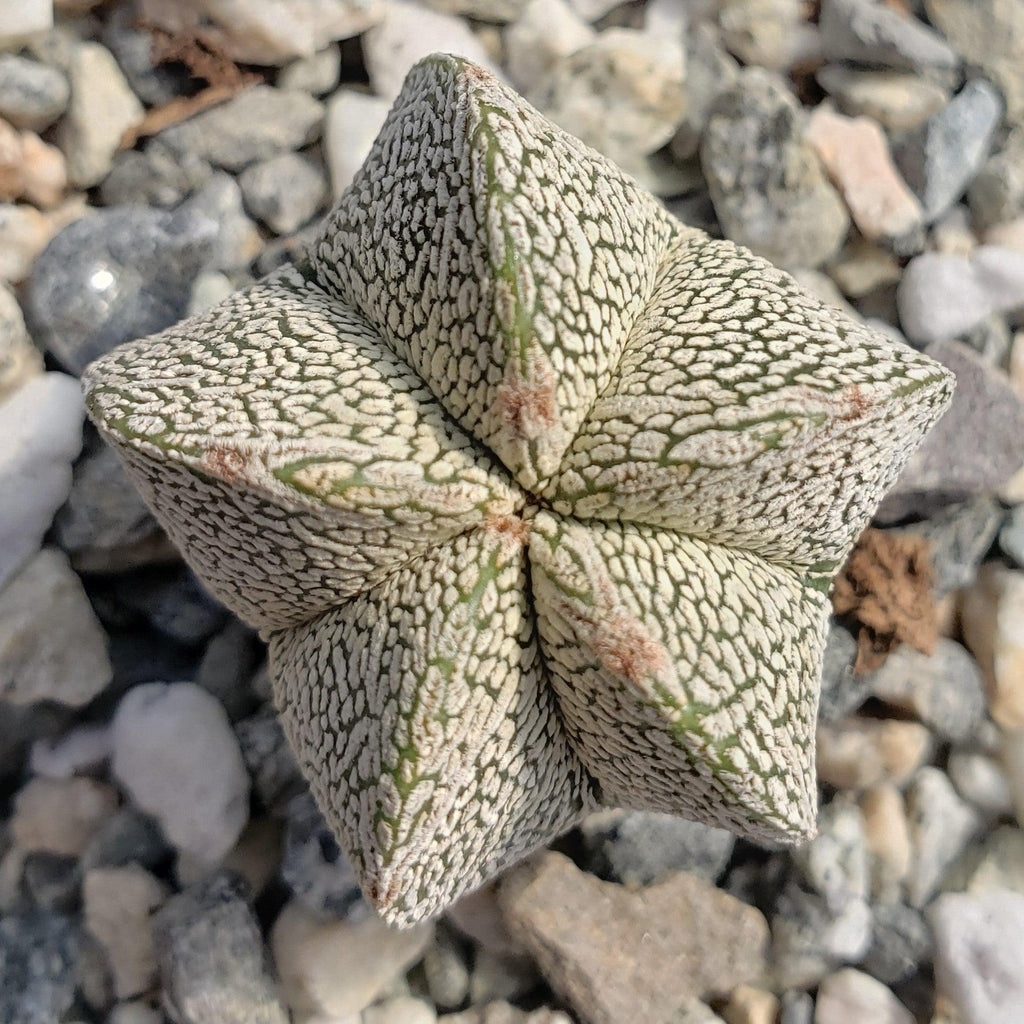 Astrophytum onzuka