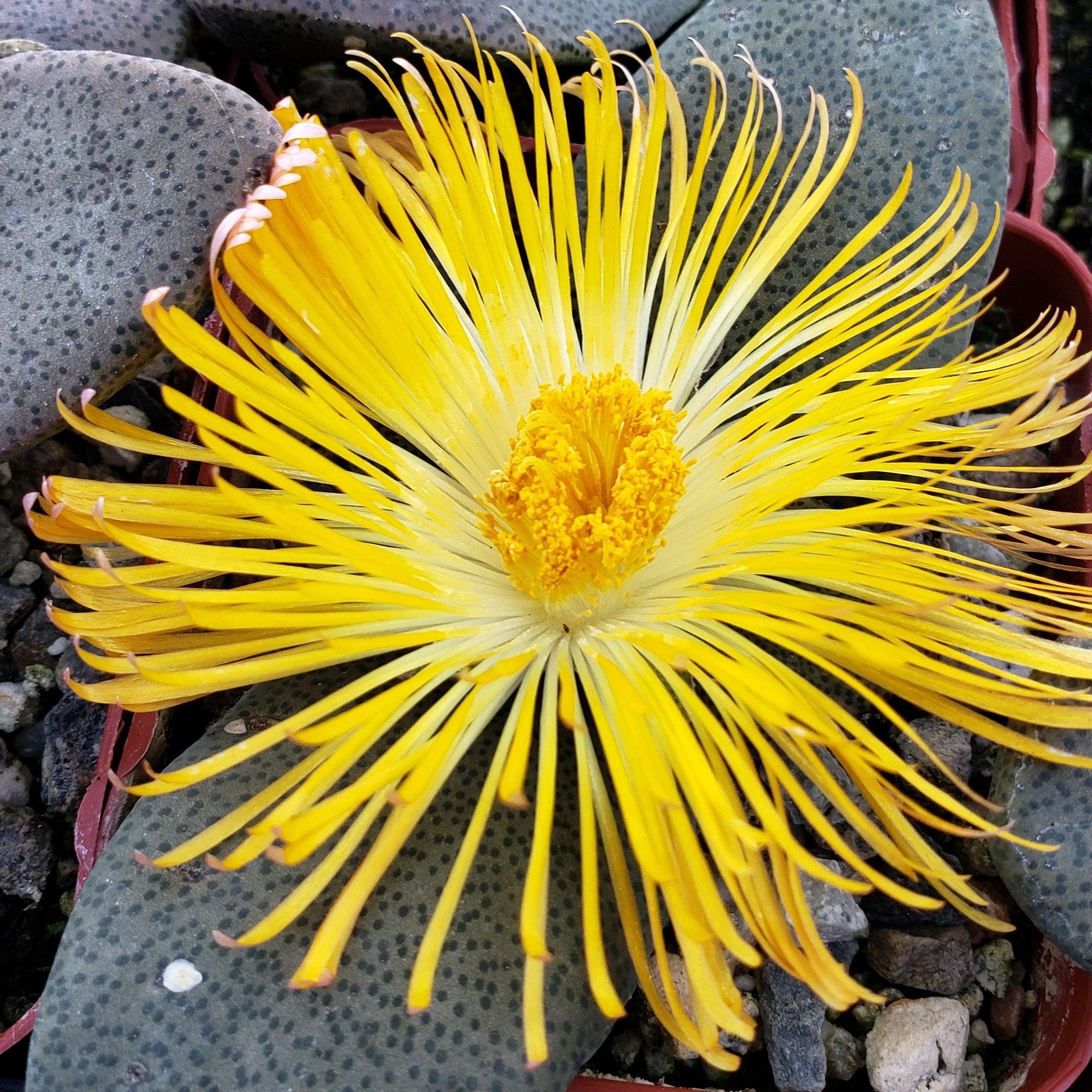 Pleiospilos simulans