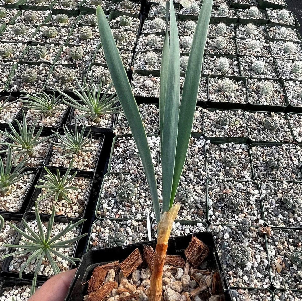 Boophone haemanthoides