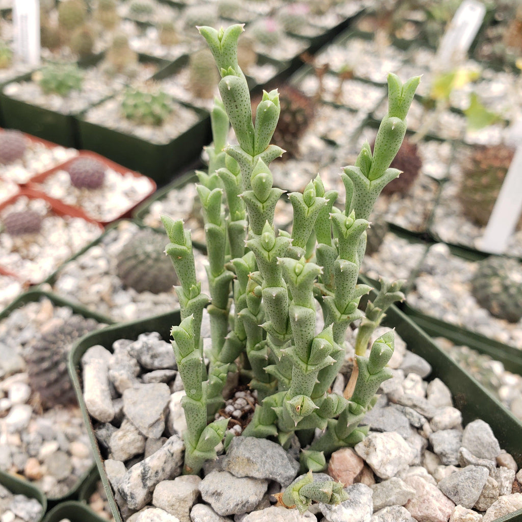Ruschia perfoliata