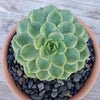 Black Criva River Rock Cactus and Succulent Top Soil Dressing