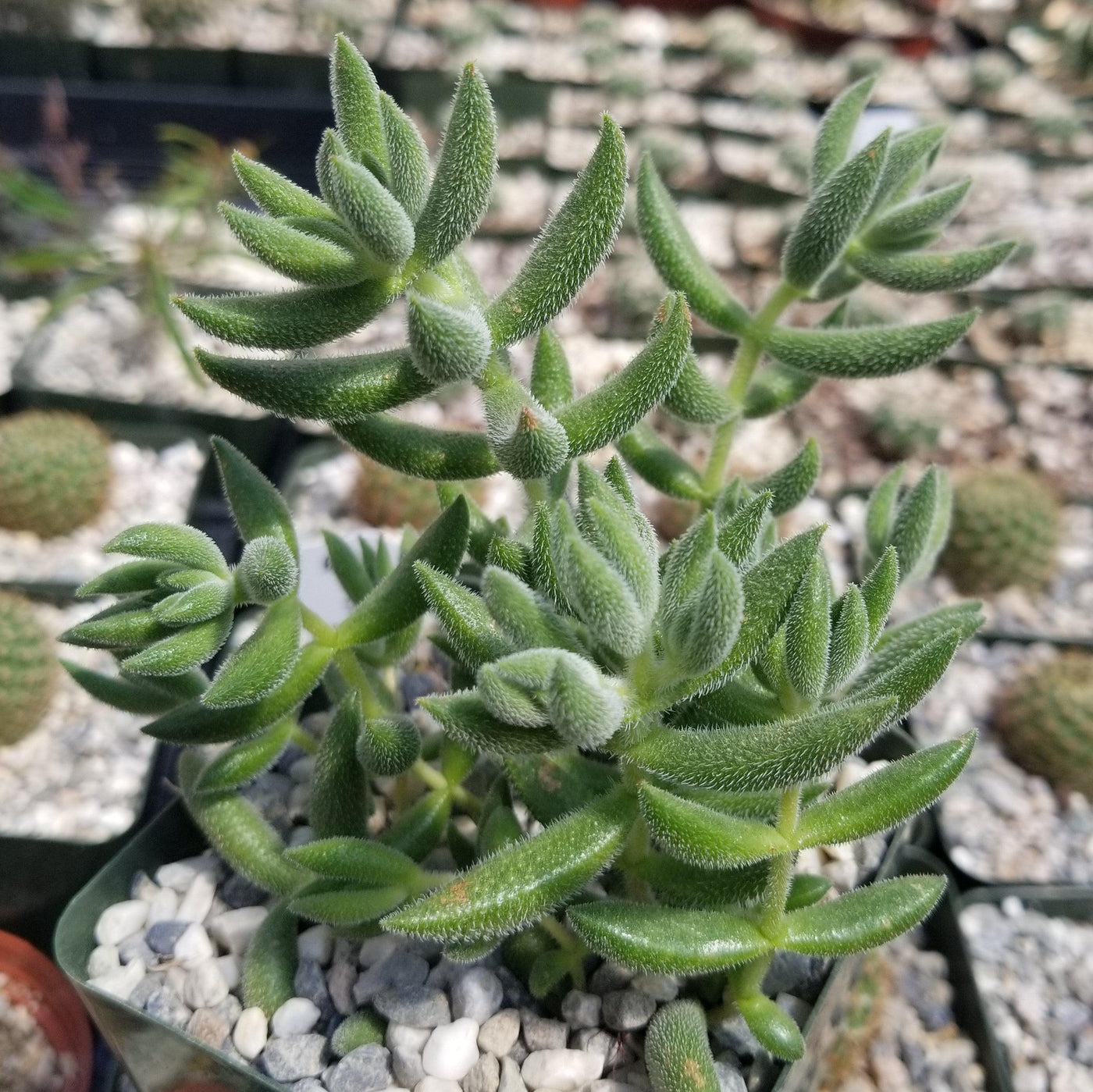 mesembryanthemoides succulent Crassula mesembryanthemoides hispida
