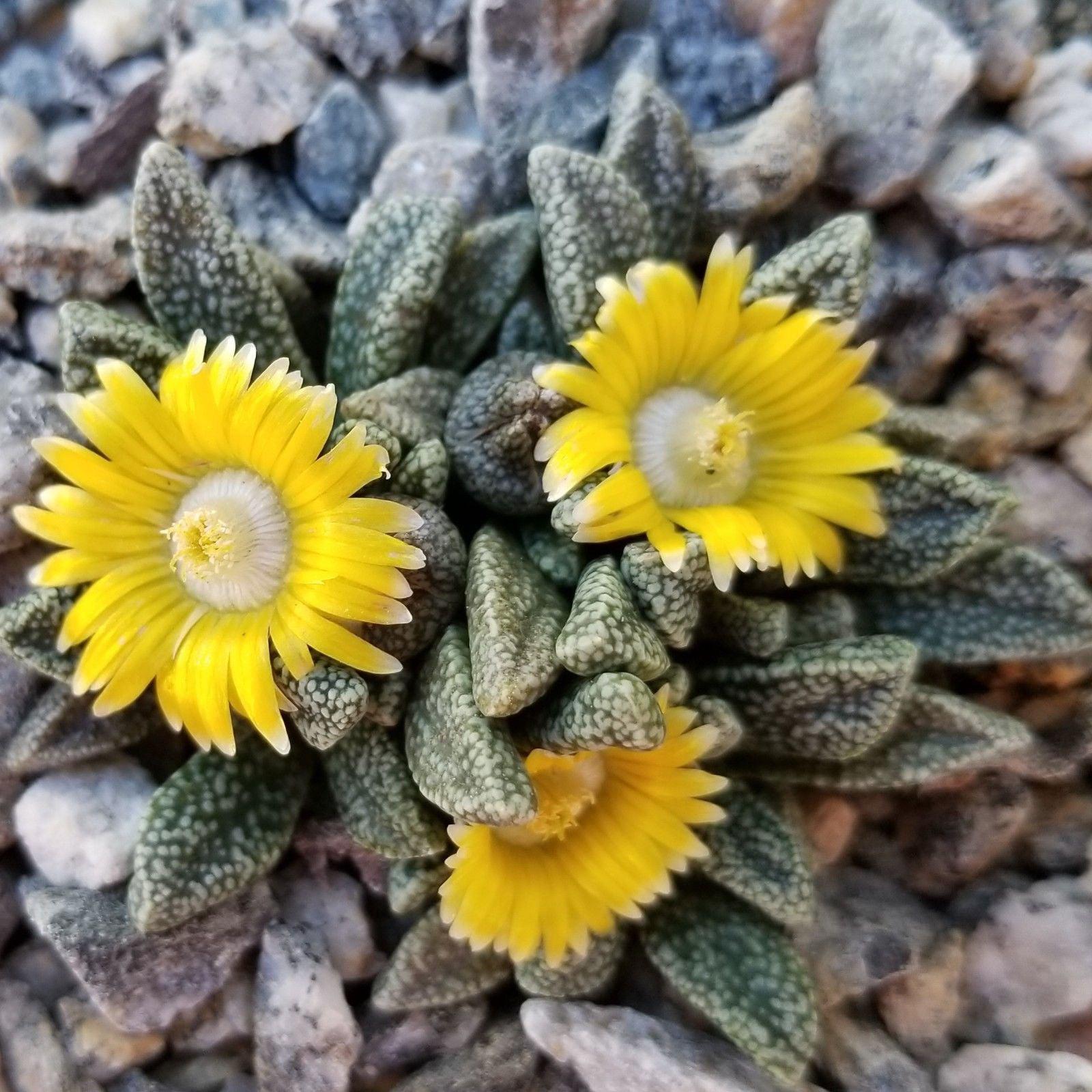 Nananthus margaretifera