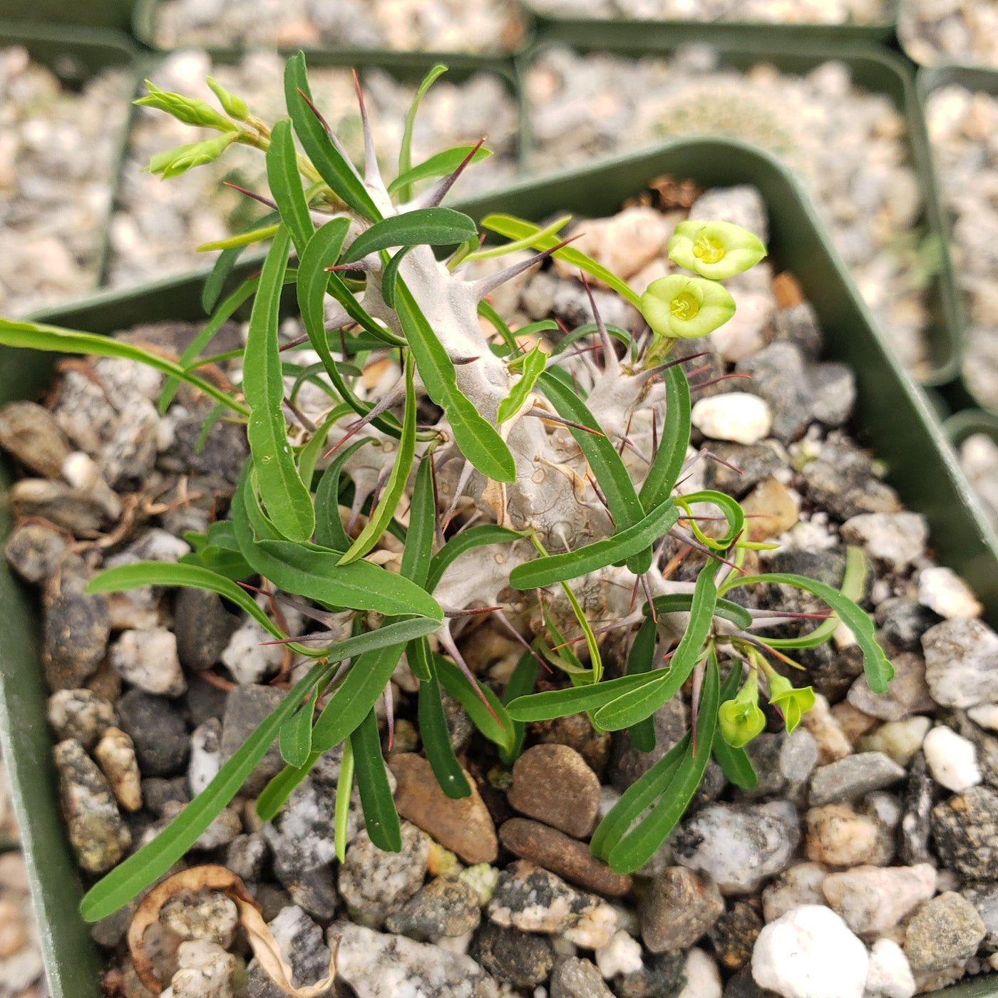 Euphorbia neobosseri