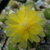 Notocactus warasii