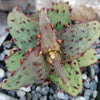 Aloe castilloniae