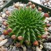 Euphorbia susannae