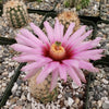 Echinocereus Fitchii