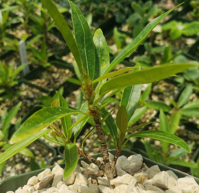 Ficus neriifolia