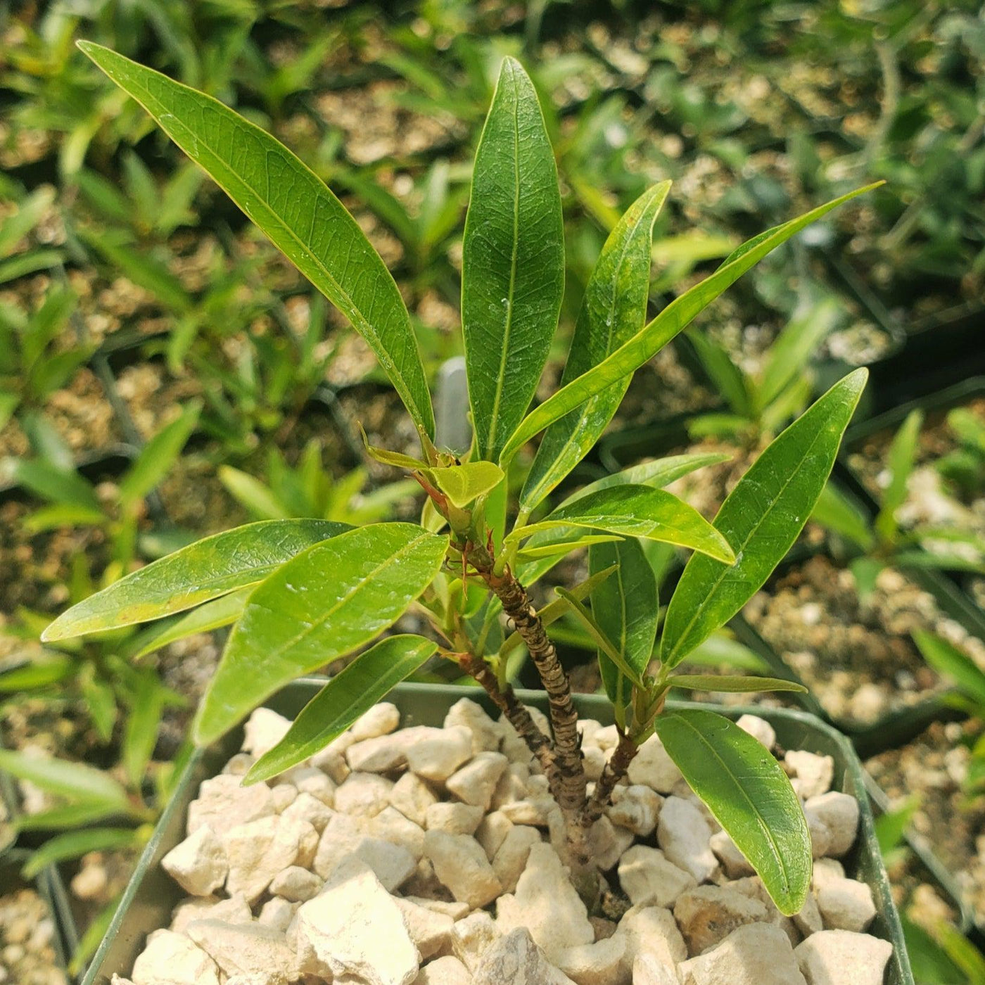Ficus neriifolia