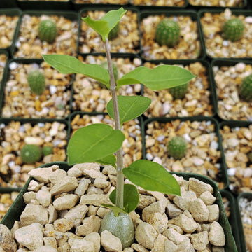 asclepiadaceae succulent Fockea edulis capensis