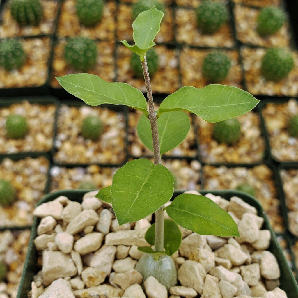 Fockea edulis capensis