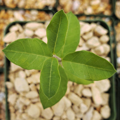 Fockea edulis capensis