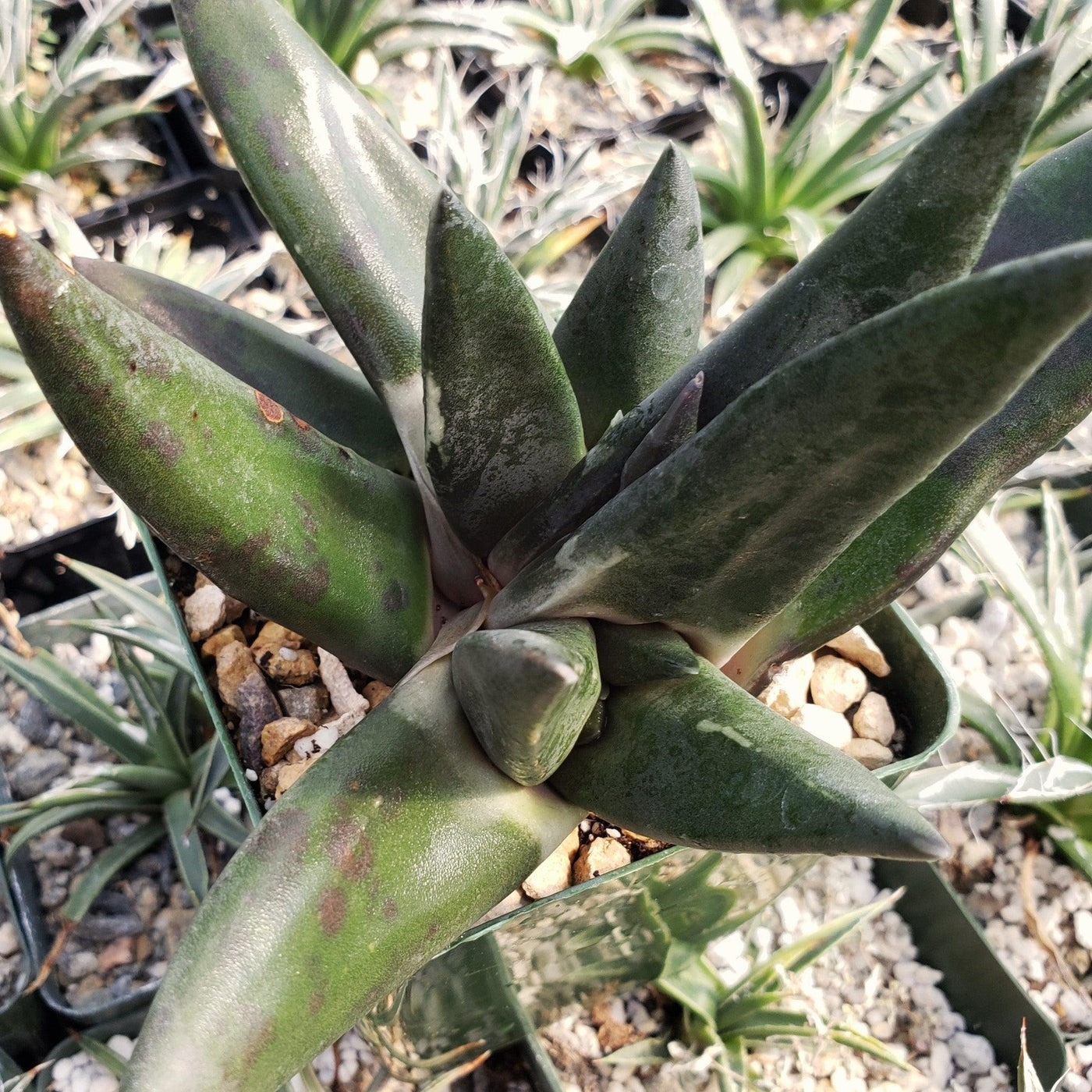 Gasteria Gasteria nigricans monstrose - Order Online | Planet Desert