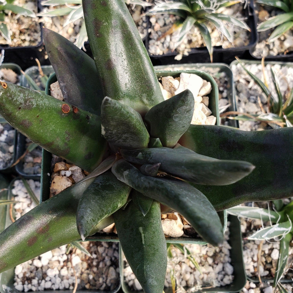 Gasteria nigricans monstrose
