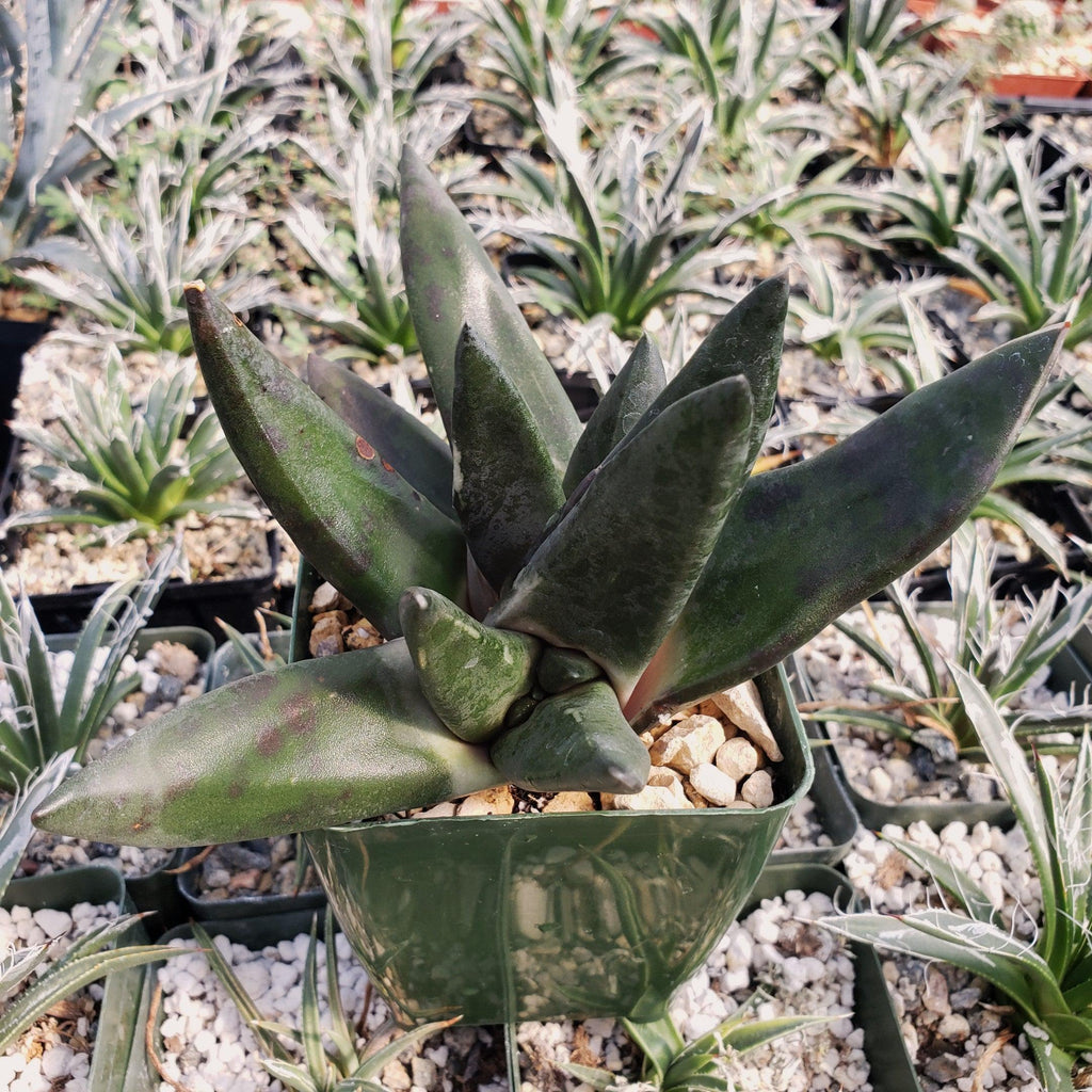 Gasteria nigricans monstrose