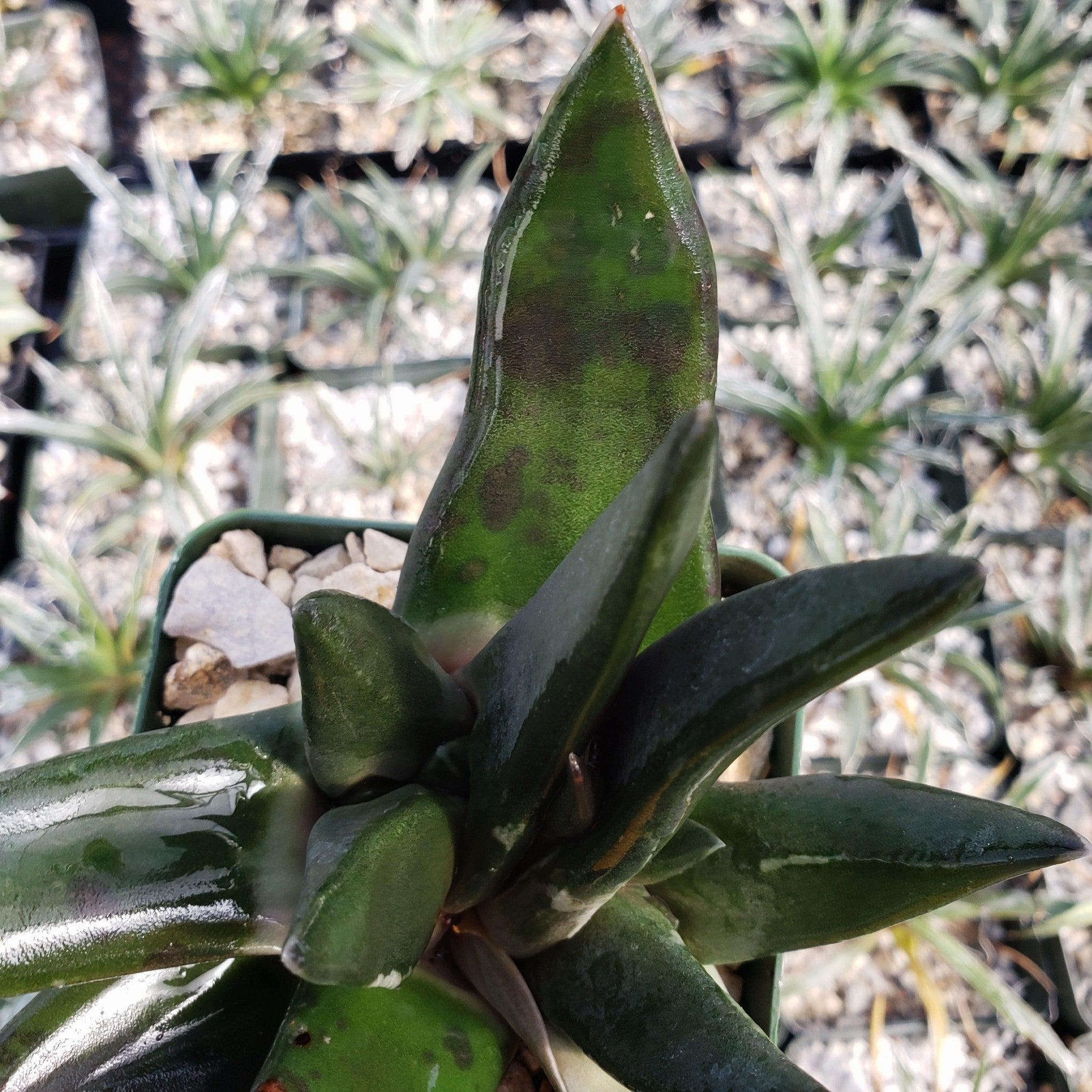 Gasteria nigricans monstrose